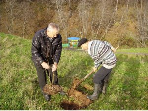 Посадка деревьев