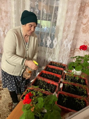 Огород на подоконнике